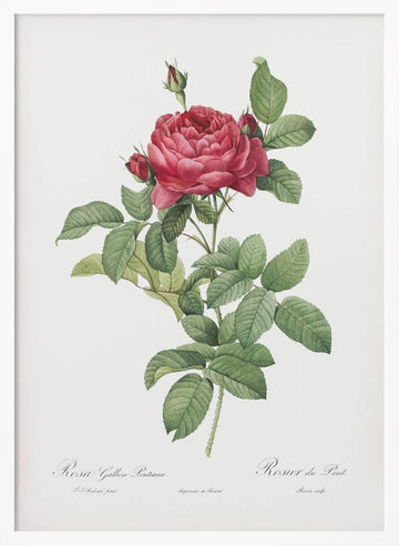 Rosa Gallica Pontiana, Les Roses (1817–1824) | Poster - White Frame Interior