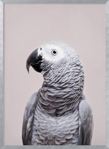 African Grey | Poster - Silver Frame Interior