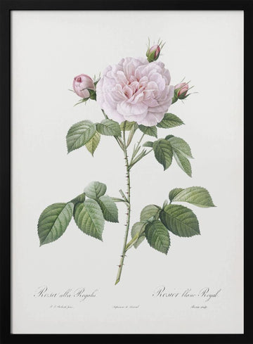 Royal White Rose, Les Roses (1817–1824) | Poster - Black Metal Frame Interior
