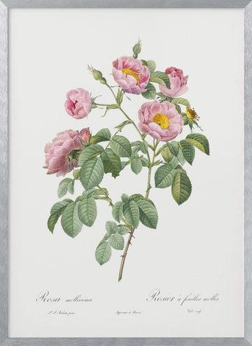 Semi Double Variety of Tomentose Rose, Les Roses (1817–1824) | Poster - Silver Frame Interior