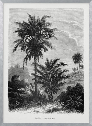 Vintage Palm Tree Drawing V | Poster - Silver Frame Interior