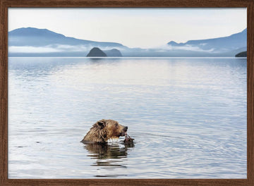Grizzly Bear Fishing | Poster - Walnut Frame Interior