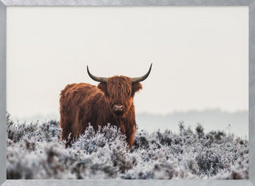Highland Cow Winter Frost | Poster - Silver Frame Interior
