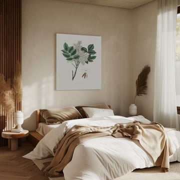 Manna Ash (fraxinus Ornus) Medical Botany | Canvas - Room Interior 2
