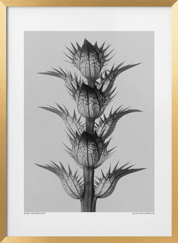 Acanthus mollis | Poster - Gold Frame Interior