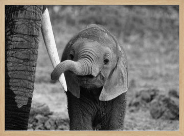 Curious Baby Elephant | Poster - Wood Frame Interior
