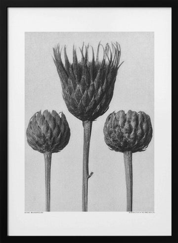 Serratula Nudicaulis | Poster - Black Metal Frame Interior