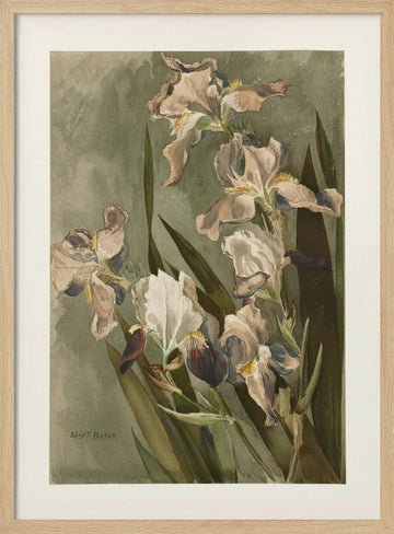 Study of Iris | Poster - Wood Frame Interior