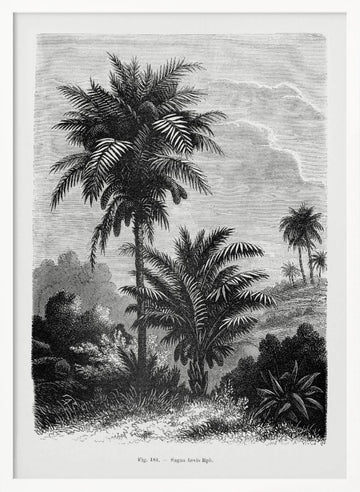 Vintage Palm Tree Drawing V | Poster - White Frame Interior