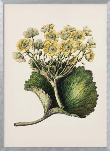 Korikor Drawn By Sarah Featon (1848–1927 | Poster - Silver Frame Interior