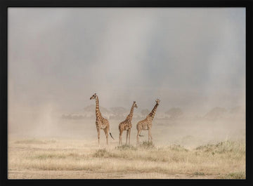 Giraffes in Golden Dust | Poster - Black Metal Frame Interior