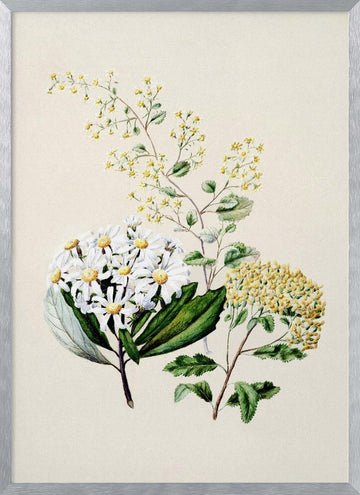 Senecio Drawn By Sarah Featon (1848–1927) | Poster - Silver Frame Interior