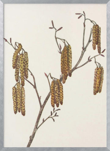 Hazel Alder (alnus Regosa) From North American Wildflowers (1925) By Mary Vaux Walcott. | Poster - Silver Frame Interior