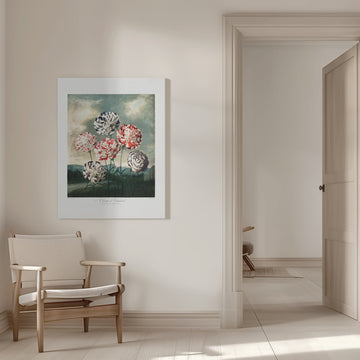 A Group of Carnations from The Temple of Flora (1807) | Canvas - Room Interior 1