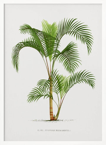 Xvi Hyophorbe I | Poster - White Frame Interior