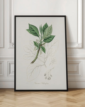Sassafras (laurus Sassafras) Medical Botany | Poster - Room Interior 1