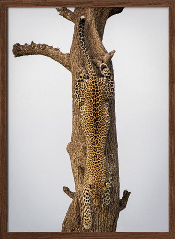 Leopard Descending Tree | Poster - Walnut Frame Interior
