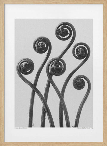 Adiantum pedatum | Poster - Wood Frame Interior
