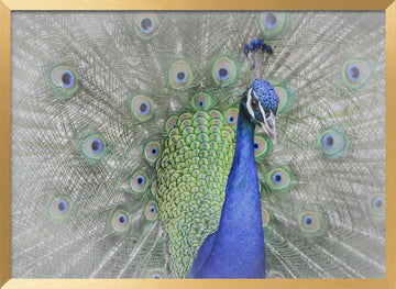 Majestic Peacock Display | Poster - Gold Frame Interior