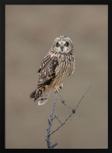 Watchful Short-eared Owl | Poster - Black Metal Frame Interior