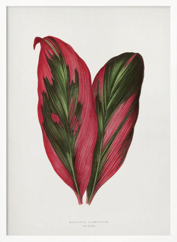 Pink Dracaena Terminalis Leaf Illustration | Poster - White Frame Interior