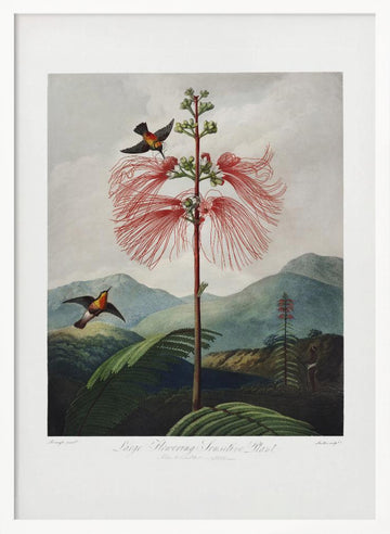 Large–Flowering Sensitive Plant from The Temple of Flora (1807) | Poster - White Frame Interior