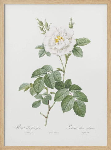 Rosa Alba Flore Pleno, Les Roses (1817–1824) | Poster - Wood Frame Interior