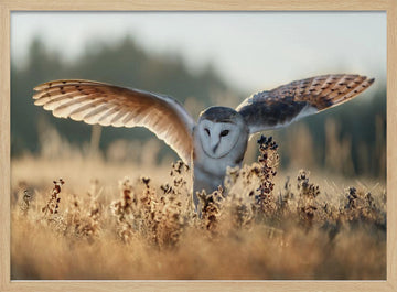 Barn Owl Flight | Poster - Wood Frame Interior