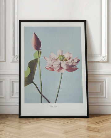  Lotus Flowers | Poster - Room Interior 1