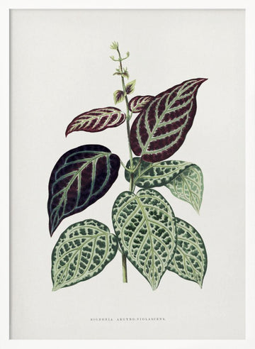 Green Bignonia Argyro Violascens Leaf Illustration | Poster - White Frame Interior