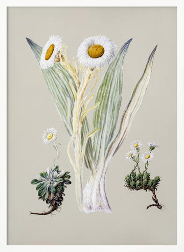 White Mountain Musk Drawn By Sarah Featon (1848–1927) | Poster - White Frame Interior