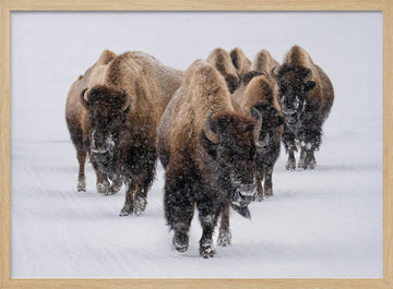 Winter Bison Herd | Poster - Wood Frame Interior