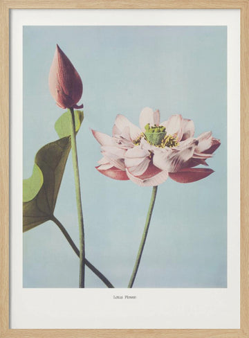  Lotus Flowers | Poster - Wood Frame Interior