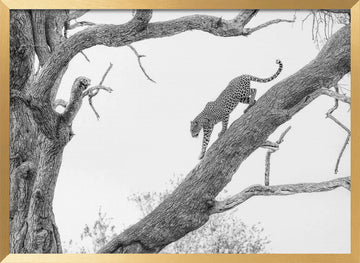 Tree Climbing Leopard | Poster - Gold Frame Interior