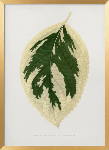 Hydrangea Japonica Variegata Leaf Illustration | Poster - Gold Frame Interior
