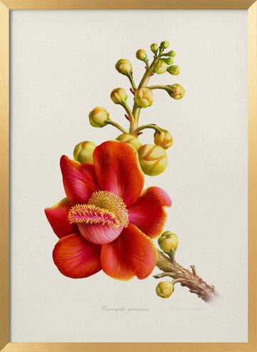 Vibrant Cannonball Flower | Poster - Gold Frame Interior