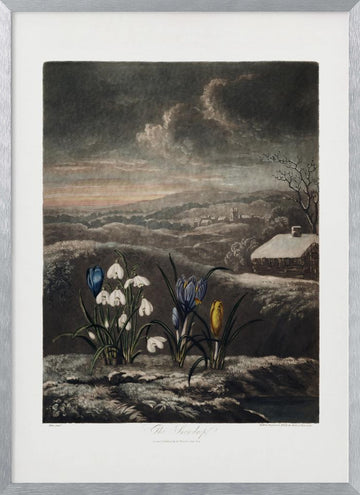 The Snowdrops from The Temple of Flora (1807) | Poster - Silver Frame Interior