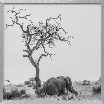 African Elephant Lone Tree | Poster - Silver Frame Interior