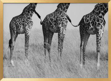 Three Playful Giraffes | Poster - Gold Frame Interior