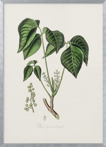 Poison Ivy (rhus Toxicodendron) Medical Botany | Poster - Silver Frame Interior