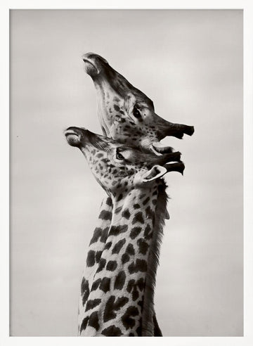 Two Giraffes Gaze | Poster - White Frame Interior