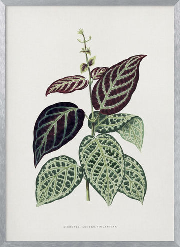 Green Bignonia Argyro Violascens Leaf Illustration | Poster - Silver Frame Interior