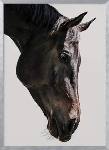 Gentle Equine Gaze | Poster - Silver Frame Interior