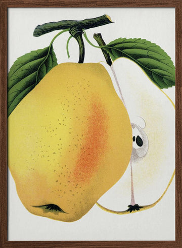 Kiefer's Hybrid Pear Lithograph | Poster - Walnut Frame Interior