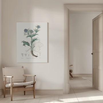 The Sea Holly (eryngium Mmaritimum) Medical Botany | Canvas - Room Interior 1
