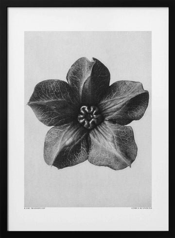 Cobaea Scandens | Poster - Black Metal Frame Interior