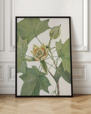 Tulip Tree From North American Wildflowers (1925) By Mary Vaux Walcott. | Poster - Room Interior 1