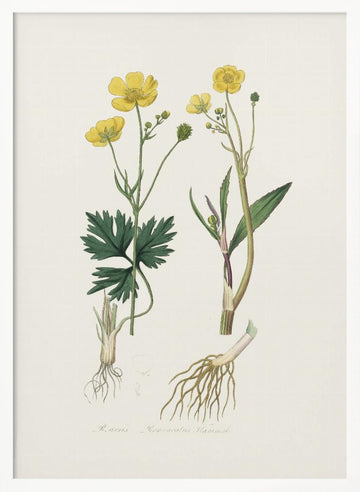 Lesser Spearwort (ranunculus Flammula) Medical Botany | Poster - White Frame Interior