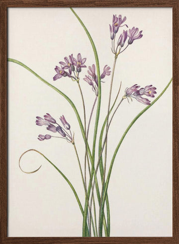Wild Hyacinth From North American Wildflowers (1925) By Mary Vaux Walcott | Poster - Walnut Frame Interior