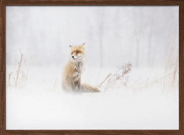 Red Fox In Winter Snow | Poster - Walnut Frame Interior